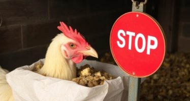 Порча кормов: признаки и утилизация — как не допустить угрозы животным и бюджету