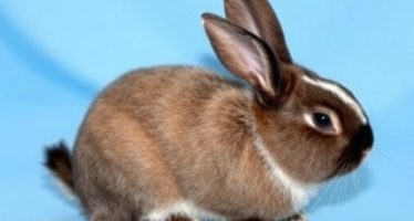 Грибковые заболевания кожи у кроликов: диагностика