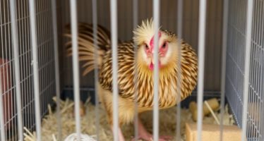 Уборка клеток: ежедневная и генеральная