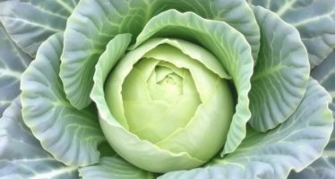 Капуста для кроликов: какая подходит