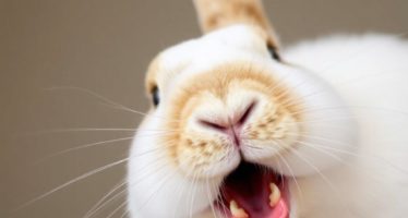 Проблемы с зубами у кроликов: стачивание и коррекция