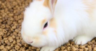 Корма для кроликов: гранулированные, сочные, грубые — что выбрать