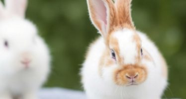 Породы кроликов для домашнего разведения: топ‑5 вариантов