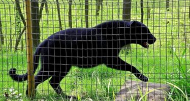 Защита от хищников: сетки, заборы, отпугиватели — как выбрать эффективную систему защиты на участке