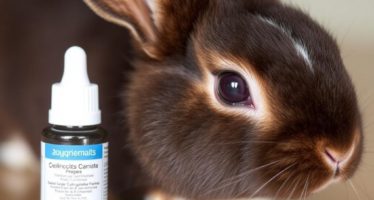 Конъюнктивит у кроликов: капли и мази — как выбрать лечение и не навредить питомцу