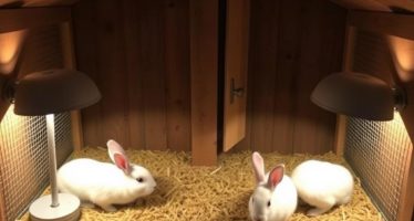 Освещение в крольчатнике: лампы и режимы