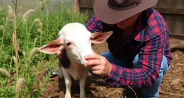 Дератизация на ферме: методы и безопасность