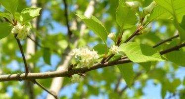 Осиновые ветки: профилактика кокцидиоза