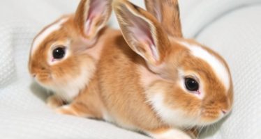 Уход за новорождёнными крольчатами: первые дни жизни