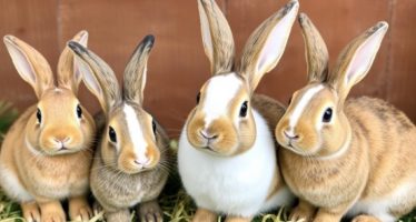 Продажа декоративных кроликов: породы и спрос