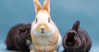 Знакомство новых кроликов: правила подселения