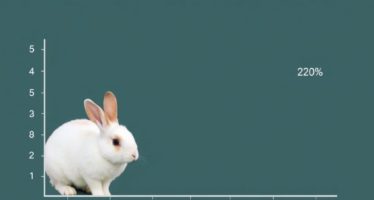 Расчёт рентабельности кролиководческой фермы: как превратить планы в реальную прибыль