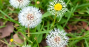 Одуванчики для кроликов: когда и сколько давать