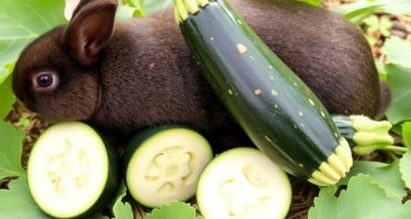 Кабачки для кроликов: диетическое питание