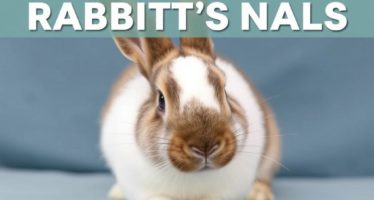 Как подстричь когти кролику: пошаговая инструкция