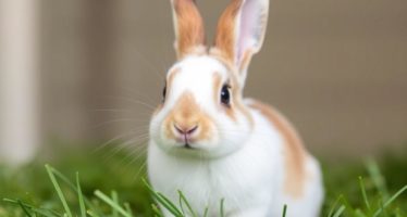 Когда открывать глаза крольчатам: нормы развития — практическое руководство для внимательных хозяев