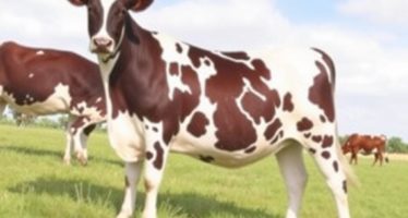 Племенные книги: ведение учёта поголовья — как превратить данные в реальные результаты