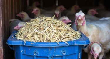 Порча кормов: признаки и утилизация