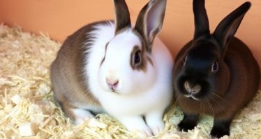Подстилка для кроликов: солома, опилки, бумага — как выбрать идеальный вариант