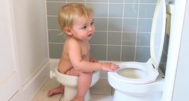 Приучение к лотку: пошаговая инструкция