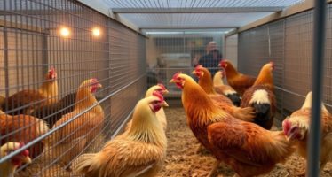 Дезинфекция клеток: периодичность и средства — как сохранить культуру без загрязнений