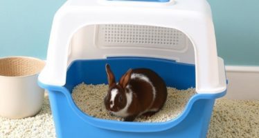 Туалет для кролика: виды наполнителей