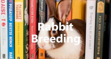 Литература по кролиководству: учебники и справочники — как выбрать источники и поднять результат на новый уровень