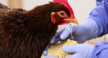 Профилактика кокцидиоза: гигиена и корма — как защитить птицу и животных