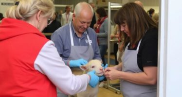 Участие в выставках: подготовка животных