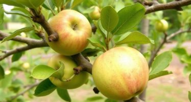 Яблоневые ветки для кроликов: польза и заготовка