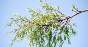 Ивовые ветки: природное обезболивающее