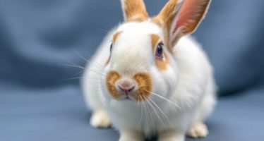 Переломы и травмы у кроликов: что делать