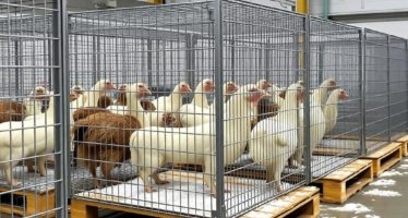 Поддоны для клеток: уборка и гигиена — практические принципы чистоты и здоровья