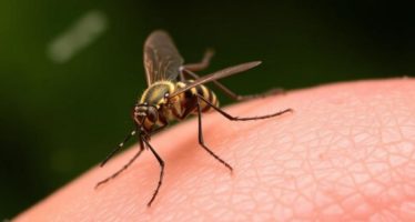 Укусы насекомых: реакция и антигистаминные средства