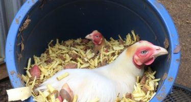 Порча кормов: признаки и утилизация