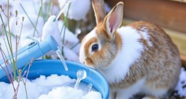 Поение кроликов в зимний период: предотвращение замерзания воды