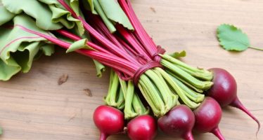 Свёкла для кроликов: красная и кормовая — как выбрать и не навредить любимцу