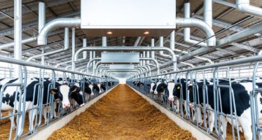 Вентиляционные системы для больших ферм: как выстроить воздухообмен, который работает на здоровье животных и урожай