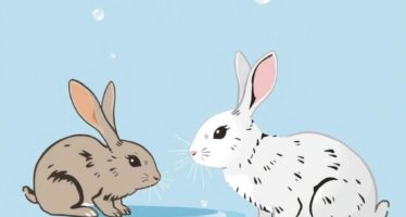 Вода для кроликов: нормы и способы подачи