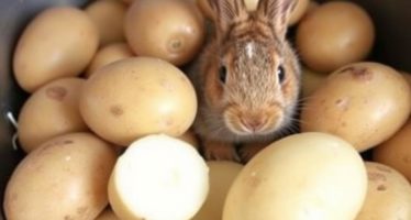 Картофель для кроликов: сырой или варёный — как не навредить и зачем он вообще нужен