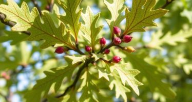 Дубовые ветки: влияние на пищеварение