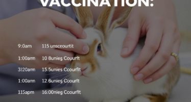 Вакцинация кроликов: календарь прививок