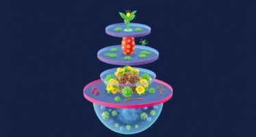 Многоярусные клетки: преимущества и недостатки